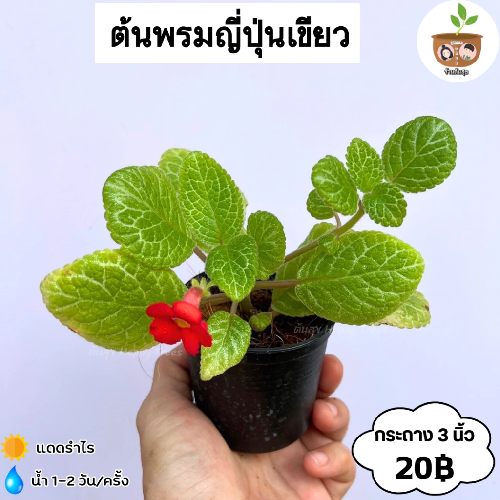 ต้นพรมญี่ปุ่นเขียว จัดส่ง 2 ต้นขึ้นไป คละแบบได้