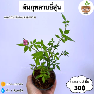 ต้นกุหลาบยี่สุ่น จัดส่ง 2 ต้นขึ้นไป คละแบบได้