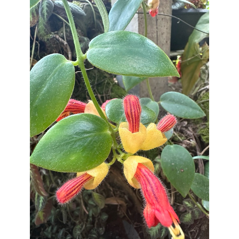 ต้นลิปสติกลูกผสมพันธุ์ใหม่