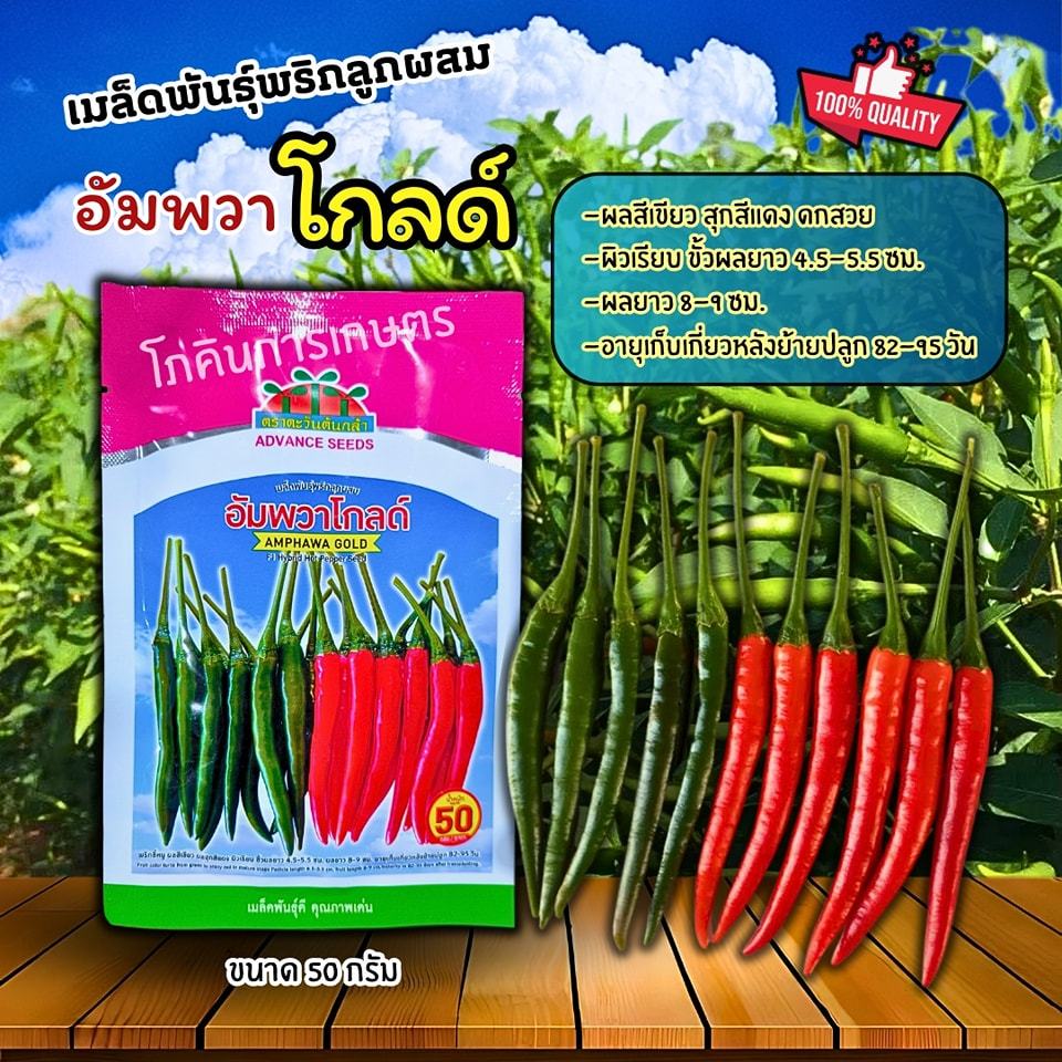 เมล็ดพันธุ์พริกจินดา อัมพวาโกลด์ ขนาด 50 กรัม