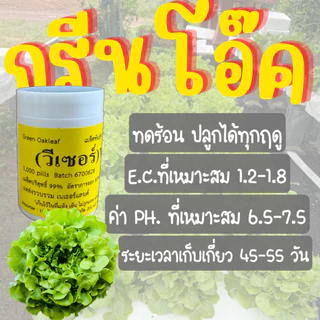 เมล็ดเคลือบ [1,000 เมล็ด] เมล็ดชนิดเคลือบผักสลัด ENZA ZADEN อัตราการงอกสูง