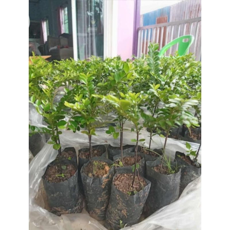 ต้นล่ำซำ 1 ต้นประมาณ 10-15ซม. ต้นเล็ก ไม้มงคลหายากฟอร์มสวย🌲🪴 ปลูกเพื่อความเป็นสิริมงคล ไม้ประดับ🌱