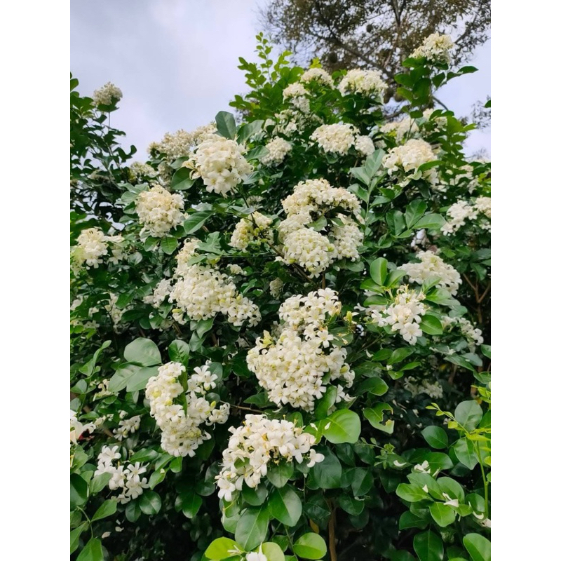 ต้นแก้วพวงดวงใจ ดอกดก หอมมาก ปลูกทำรั้วได้ ต้นส่ง 20เซน - รูปที่ 5