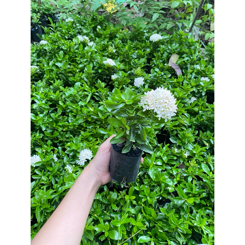 ดอกเข็มสีขาวแคระใบเล็ก 1 ถุงดำ ไม้ดอกไประดับ🌱