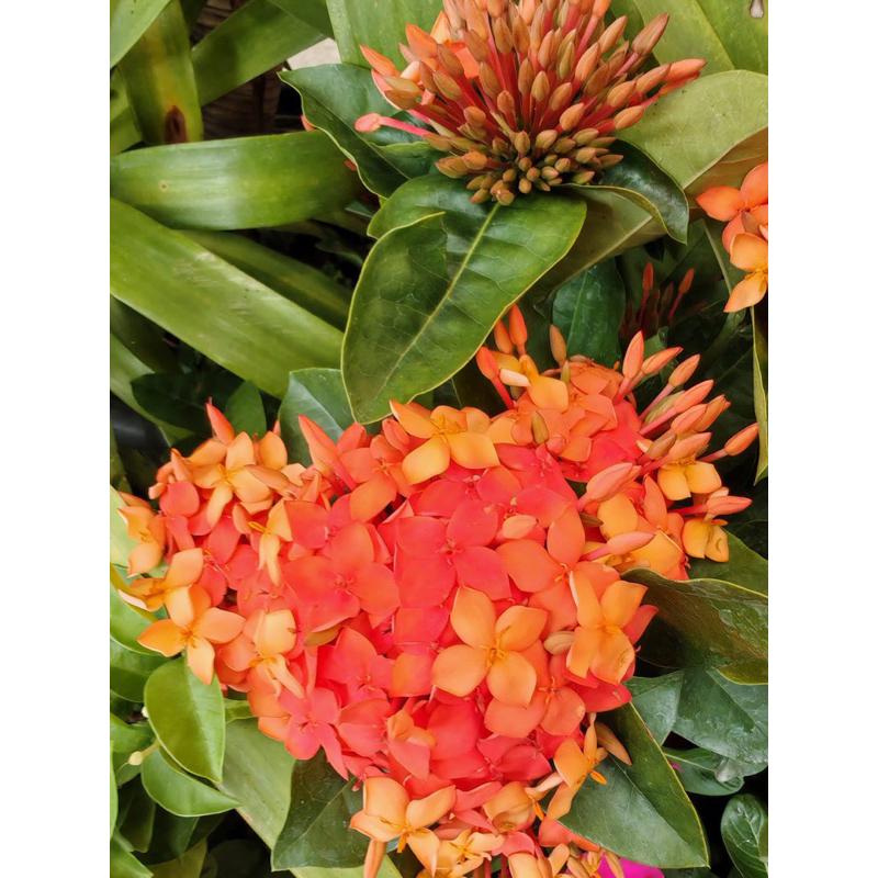 ดอกเข็มสีส้มเศรษฐีใบใหญ่ 1 ต้นถุงดำ ไม้ดอก ไม้ประดับ🌱