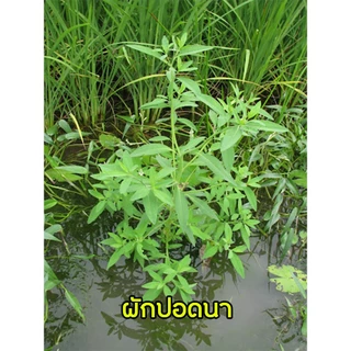 ยกลังx20ชิ้น**จำกัดออเดอร์ละ1ลัง** | บิสโต้ 20 (บิสไพริแบก-โซเดียม) ข้าวไม่ช้ำ ไม่แดง ไม่งัน วัชพืชใบแคบ ใบกว้าง 100g