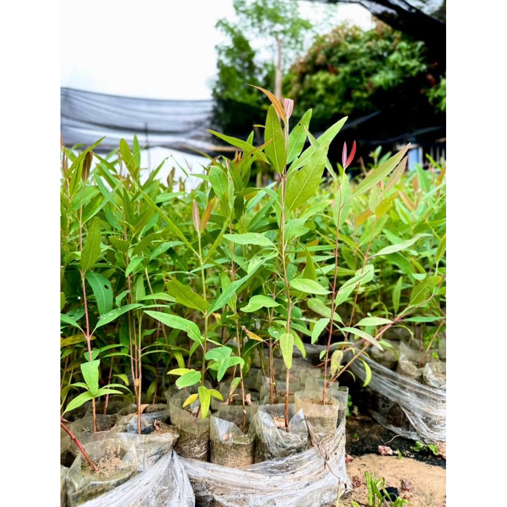 ต้นยูคาลิปตัส1ชุด10ต้นตกต้นละ3฿กว่าสูงประมาณ30ซม.