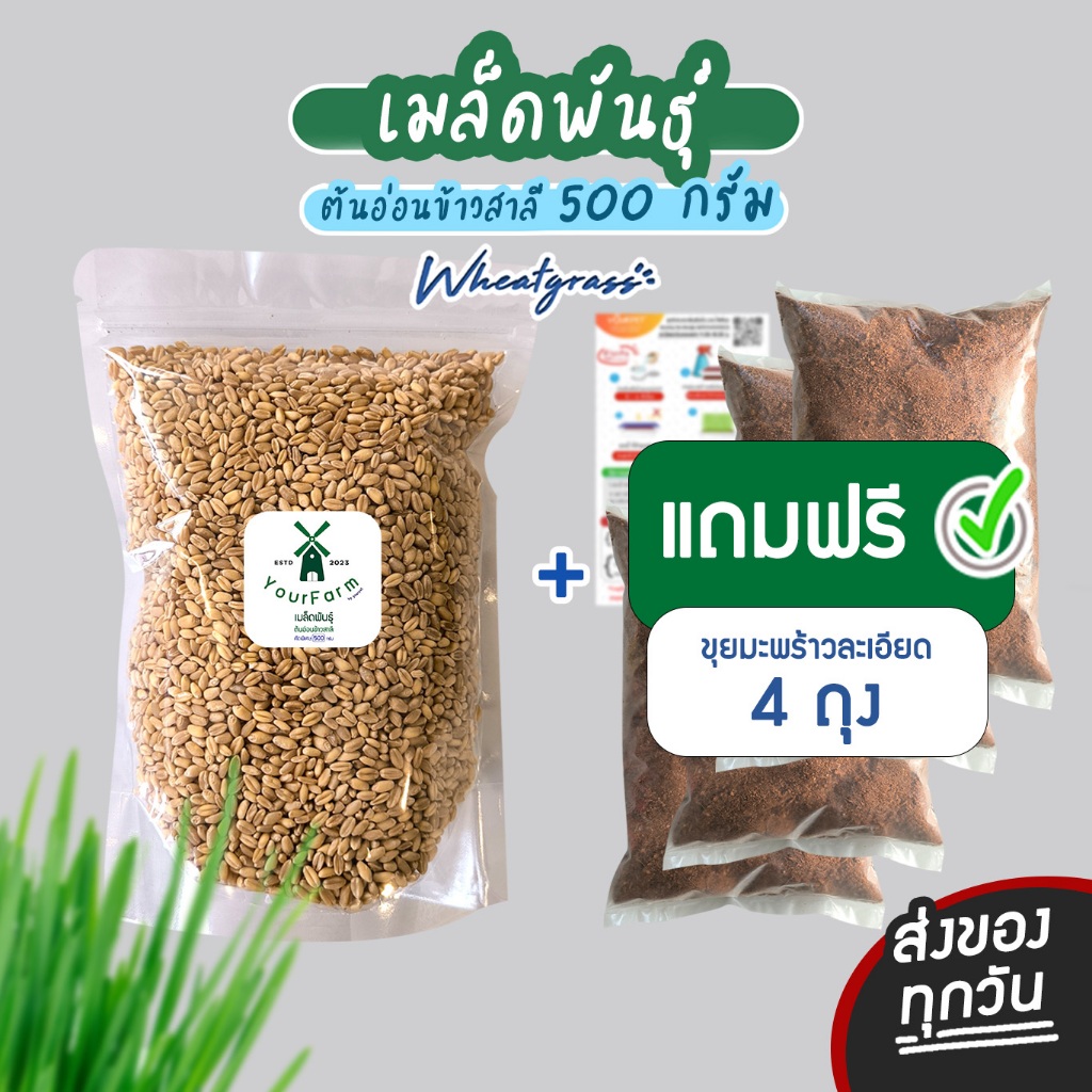 (1 แถม 4 ) เมล็ดหญ้าแมว ต้นอ่อนข้าวสาลี 500 กรัม หญ้าแมว [แถมวิธีปลูก]