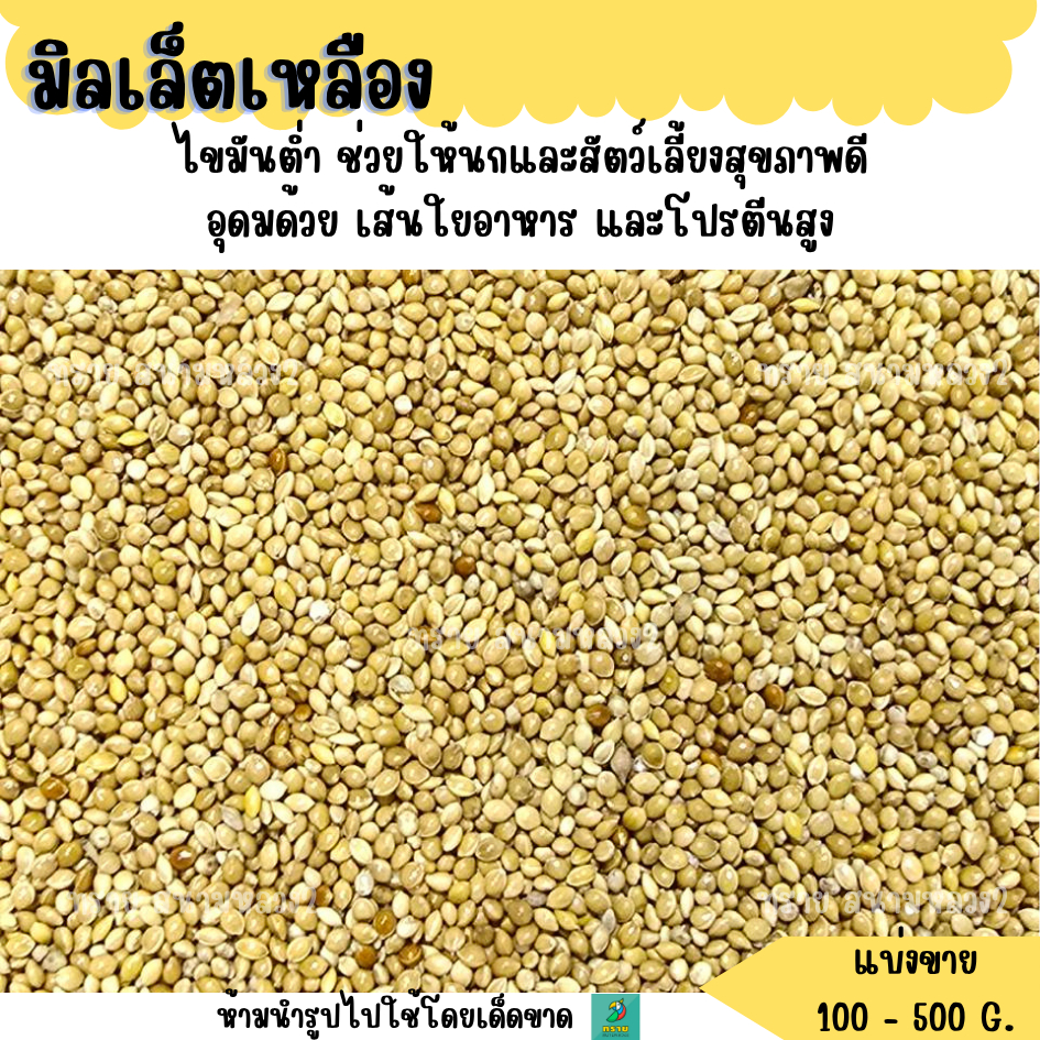 มิลเล็ตเหลือง (Yellow Millet) (แบ่งขาย 500G.-1KG.) อาหารนกขนาดเล็กทุกสายพันธุ์