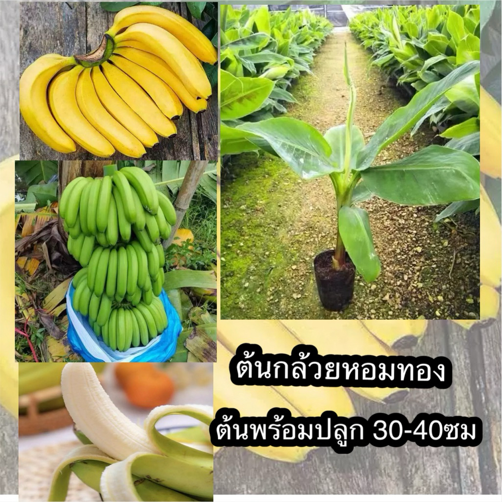 ต้นกล้วยหอมทอง หน่อกล้วยหอมทอง พันธุ์เพชรบุรีแท้ เนื้อแน่น ปลูกง่าย ดูแลง่าย