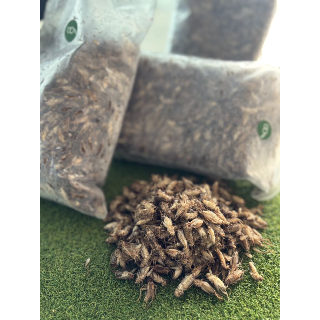 สะดิ้งแช่แข็ง ✨ส่งด่วน✨ น๊อคสด ไม่ใส่เกลือ สด ใหม่ ขนาด 200-1000 กรีม