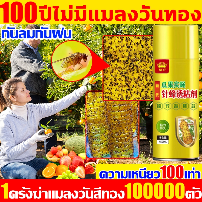 ใช้ 1 ครั้งในการฆ่า 100000 แมลงวัน. ทองบินล่อเมทิลยูจินอลสเปรย์กาว450มลทองดักแมลงวันทองดักแมลงวันทอง