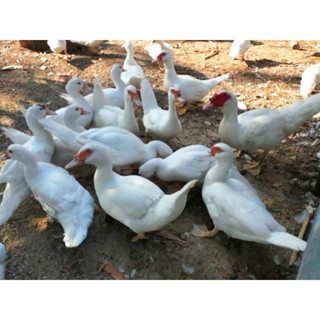 ไข่เชื้อไข่เป็ดสำหรับฟักพันธุ์บาบารี่