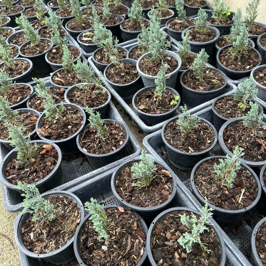 ต้นสนบลู ถอดกระถาง 5 นิ้ว รากแข็งแรง เลี้ยงแดดกลางแจ้ง สนบลู Chamaecyparis lawsoniana