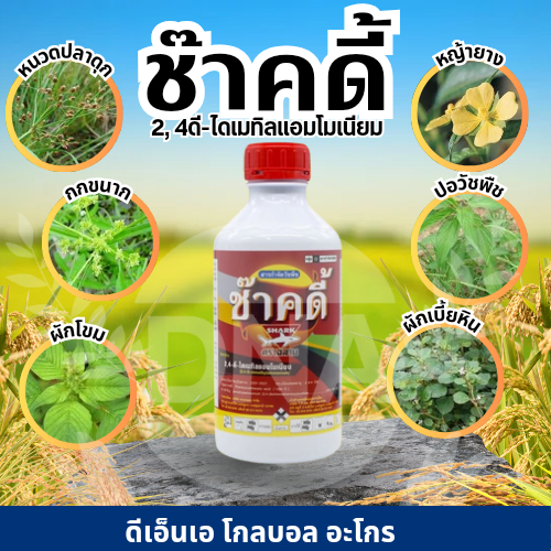 (1 ขวด) ช๊าคดี้ 1 ลิตร2,4-ดี-ไดเมทิลแอมโมเนียม ยากำจัดวัชพืช เช่น กกขนาก แห้วหมู ผักปอดนา