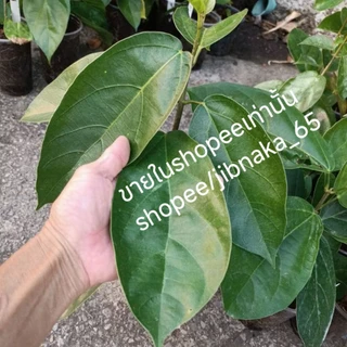 ต้นเยลลี่ ต้นทรงพุ่ม ใบใหญ่ๆ เลือกต้นได้เลยครับ (1ส.ค.2569) พร้อมส่ง