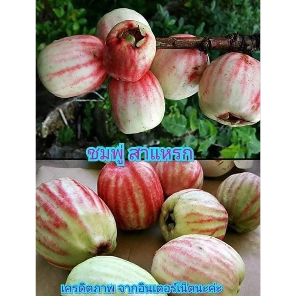 ต้นชมพู่สาแหลก 1 ต้นถุงดำ 15-20 ซม. ผลไม้ใกล้สูญพันธุ์หาทานยาก🌱