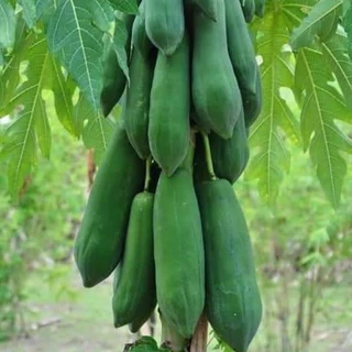 เมล็ดพันธุ์ มะละกอแขกดำ 1 ซองขนาด 30 - 40 เมล็ด
