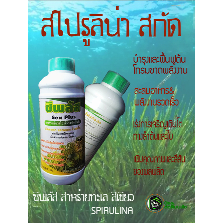 ซีพลัส(SeaPlus):ปุ๋ยน้ำสาหร่ายสกัดพรีเมียมจากสไปรูลิน่า เข้มข้น! พร้อมด้วยน้ำตาลทางด่วน(เดกซ์โทรส) และกรดอะมิโน ครบถ้วน