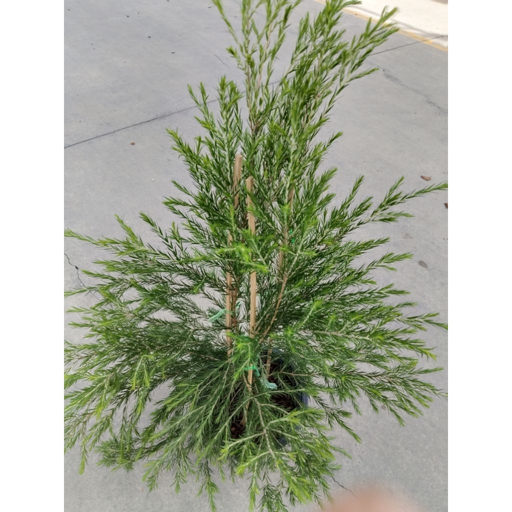 Tea tree oil ที ทรี ออยล์
