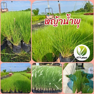 ต้นหญ้าน้ำพุ หญ้าเม็กซิกัน หญ้าแเดง หญ้าดอกขาว หญ้าตกแต่งสวน