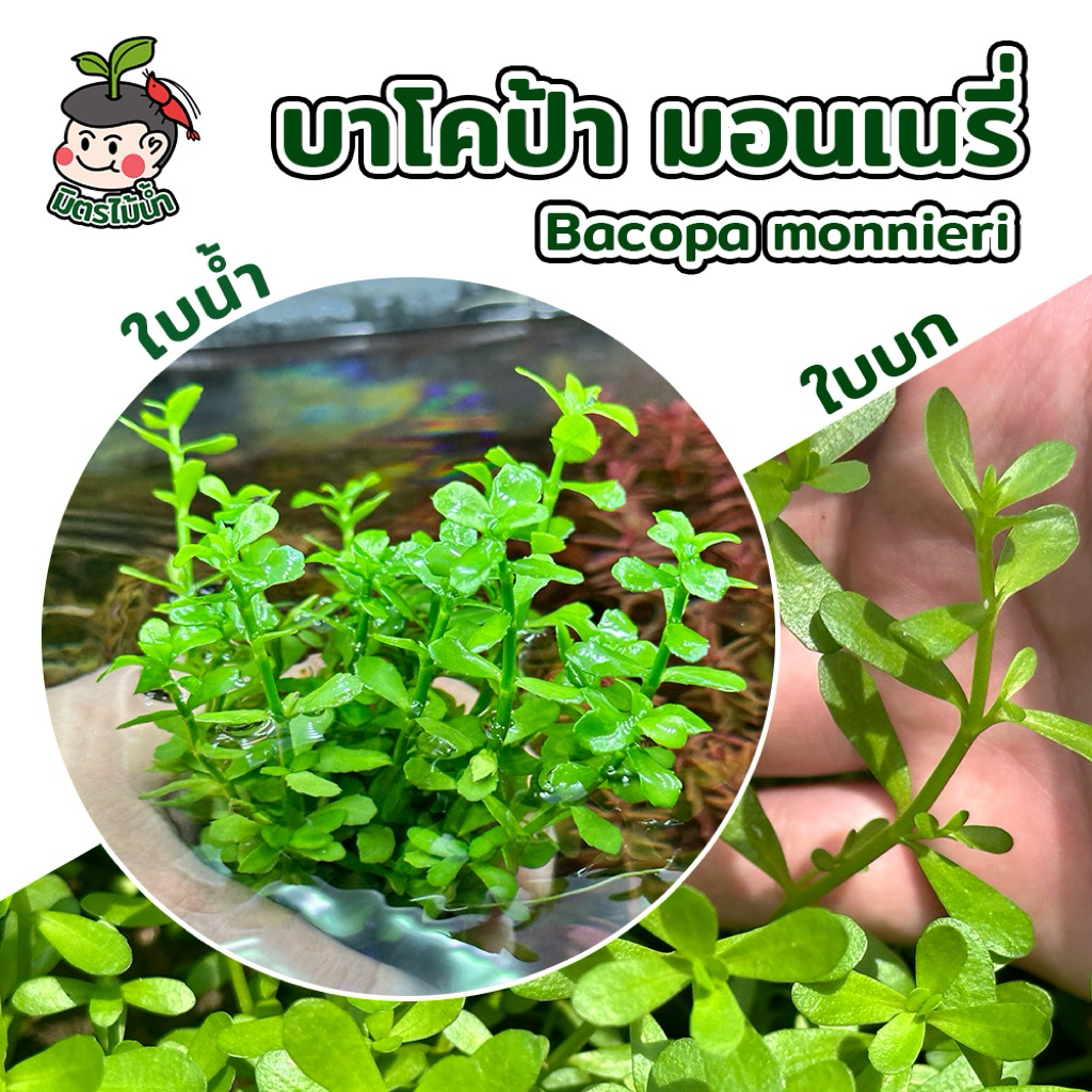 บาโคป้า มอนเนรี่ Bacopa monnieri ไม้น้ำเลี้ยงง่าย