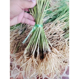 ต้นกล้าหน่อไม้ฝรั่งมัดละ30ต้น 145บาท