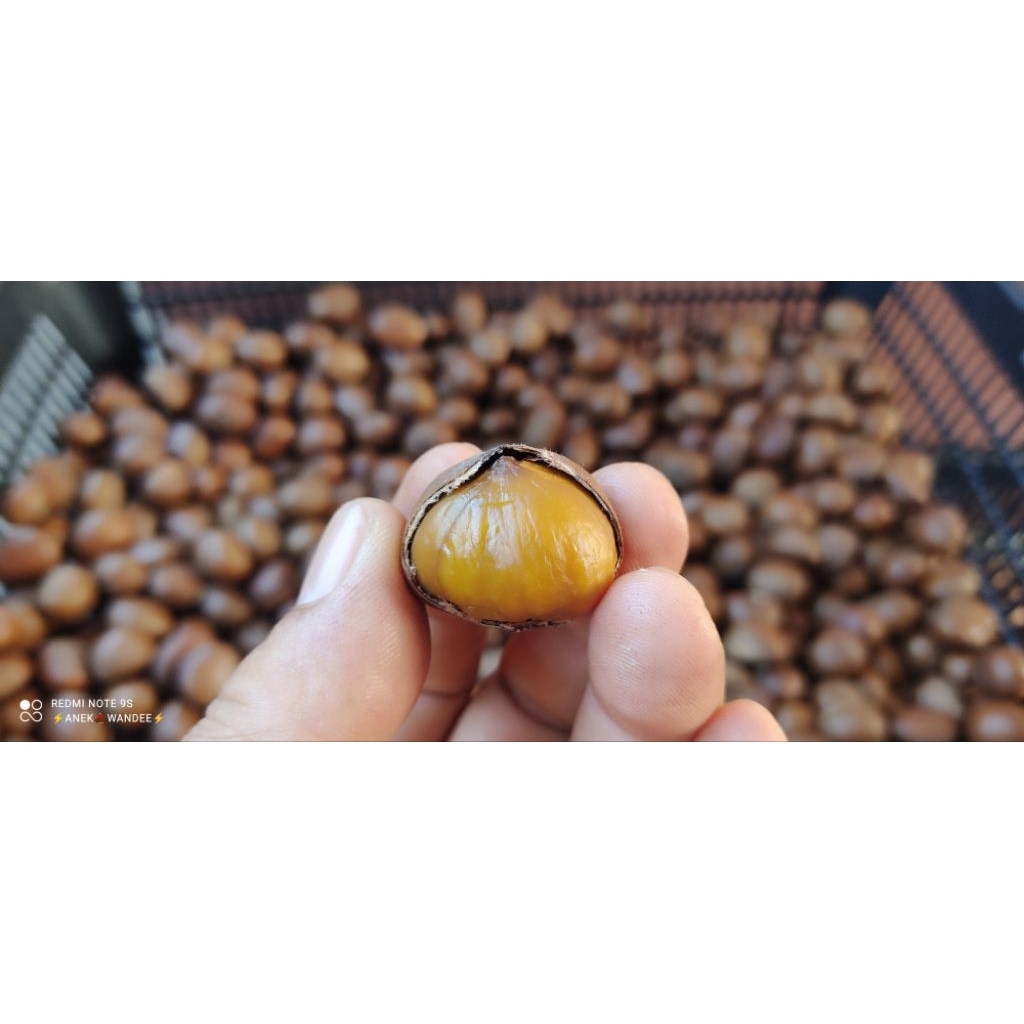 🔥👍🏼🌰⭐2.kg.รวมกล่อง/เกาลัด/คั่วสดๆ/⭐🌰👍🏼🔥