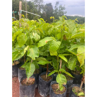 ( พร้อมส่ง ‼️ ) 🍈 ต้นกระท้อนอีล่ายักษ์ ผลใหญ่ เนื้อฟู หวานหอม 🌿 กิ่งตอนแท้ โตไว พร้อมปลูก ต้นละ 169.- 💚
