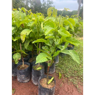 ( พร้อมส่ง ‼️ ) 🍈 ต้นกระท้อนอีล่ายักษ์ ผลใหญ่ เนื้อฟู หวานหอม 🌿 กิ่งตอนแท้ โตไว พร้อมปลูก ต้นละ 169.- 💚