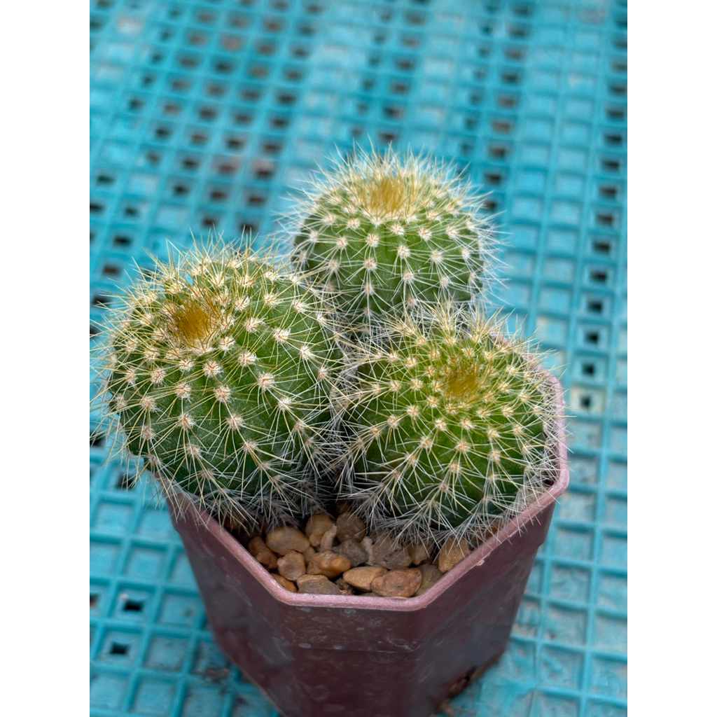 แคคตัสกลีบมะเฟืองทอง(Parodia schumanniana) กระถาง 3 ต้น ขนาดกระถาง 2 นิ้ว 3  ภาพสุดท้ายเป็นตัวอย่างดอก