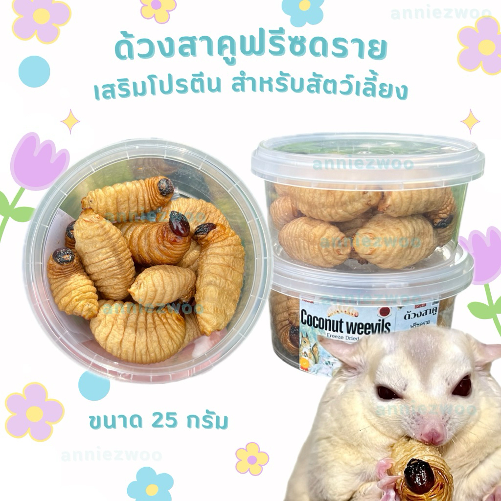 ด้วงสาคูฟรีซดราย ด้วงมะพร้าว สำหรับสัตว์ฟันแทะ ชูการ์ไกรเดอร์ แฮมเตอร์ กระรอก เม่นแคระ ลิงมาโมเสท บุชเบบี้