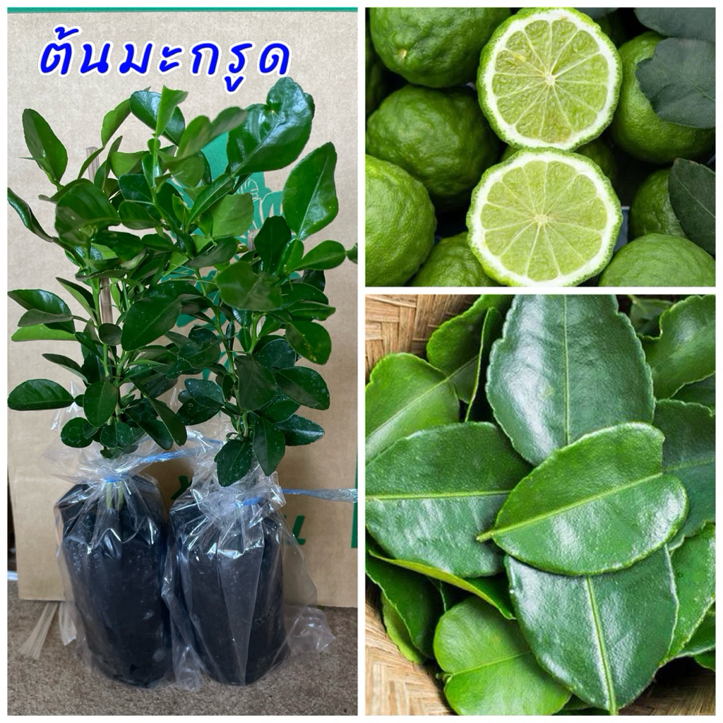ต้นมะกรูด (4ต้น) เพาะเมล็ด ใบใหญ่ มีกลิ่นหอม ใบใช้ดับกลิ่นคาว