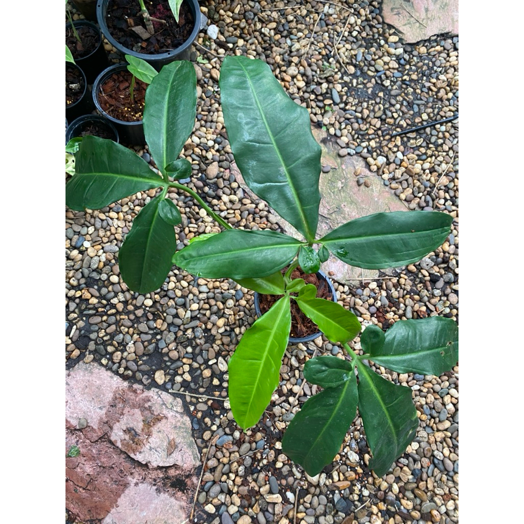 Syngonium five fingers mature form ต้นเต็มฟอร์ม 5 นิ้ว