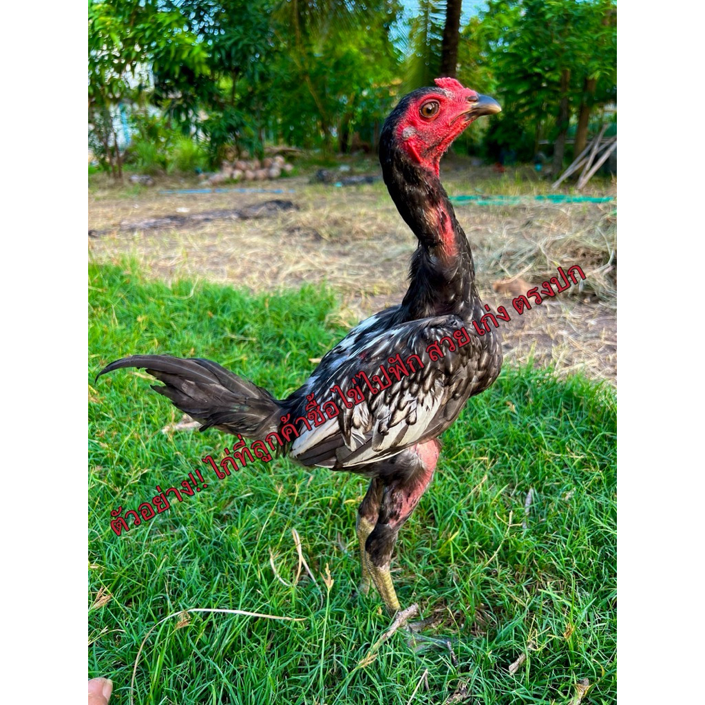 ไข่เชื้อไก่ชน พม่าแข้งหน้าสายเลือด Vip รับประกันเชื้อ!! - รูปที่ 5