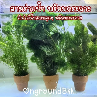 🌿พร้อมส่ง ต้นไม้น้ำ สาหร่ายหางกระรอก สาหร่ายพุงชะโด สาหร่ายเดนซ่า ดาวกระจาย อเมซอน ผักชี พร้อมกระถาง ไม้น้ำ ต้นไม้ตู้ปลา