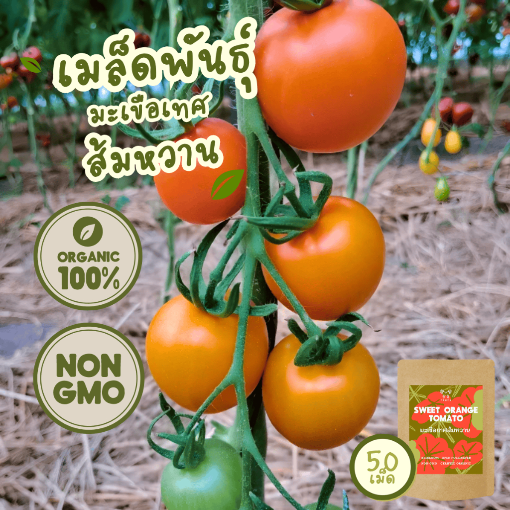 เมล็ดพันธุ์ มะเขือเทศ ส้มหวาน 100% ออร์แกนิค Non-GMO เกรดพรีเมี่ยม (Organic Sweet Orange Tomato Seeds) บรรจุ 50 เมล็ด
