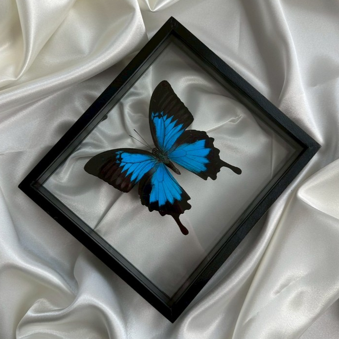 ผีเสื้อสต๊าฟ // Papilio Ulysses