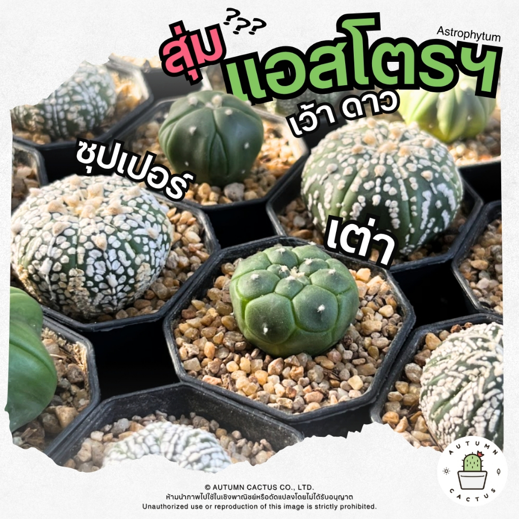 🌵 แคคตัส แอสโตรไฟตัม แอสโตรฯ สุ่ม 1ต้น เว้า ดาว ซุปเปอร์ เต่า น่ารัก ปลูกง่าย 🌵