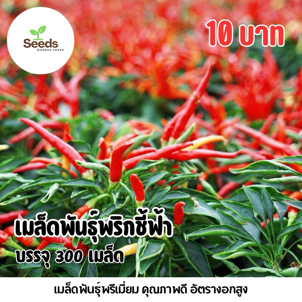 เมล็ดพันธุ์พริกชี้ฟ้า บรรจุ 300 เมล็ด/ซอง