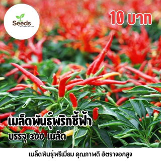 เมล็ดพันธุ์พริกชี้ฟ้า บรรจุ 300 เมล็ด/ซอง