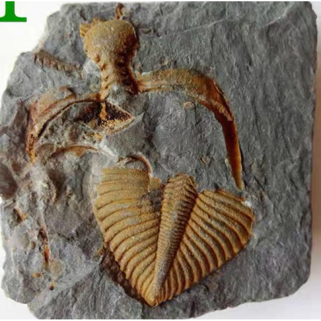 🪨 ไทรโลไบต์(Trilobite Fossil) – ซากดึกดำบรรพ์กว่า 500 ล้านปี ของสะสมหายาก สำหรับผู้รักประวัติศาสตร์โ