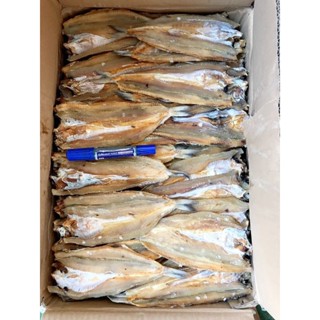 ปลาช่อนทะเลแห้ง ปลาไล้กอ ปลาจิ๊กโก๋