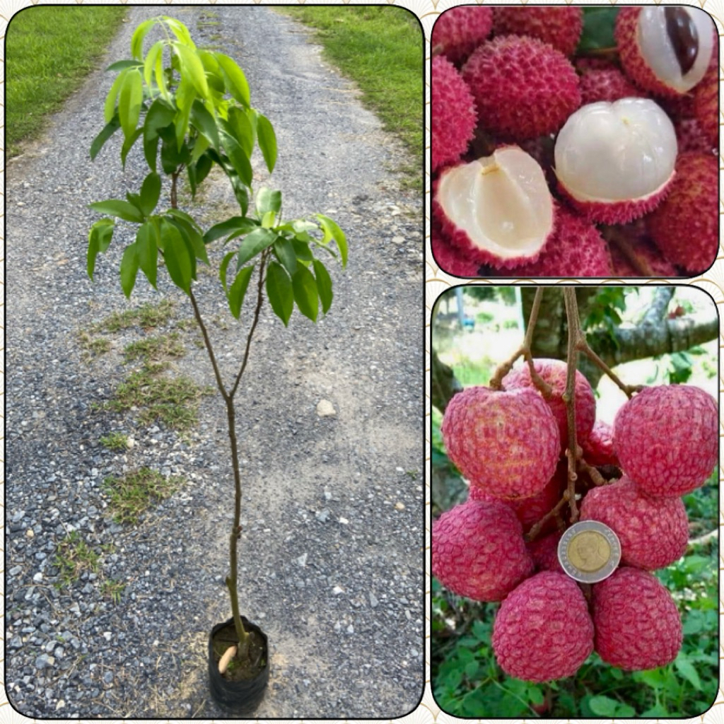 ต้นลิ้นจี่จักรพรรดิ์ เนื้อหนาฉ่ำน้ำ รสหวานเมล็ดเล็ก (สูง 80-100cm) ออกผลไว ให้ผลดกมาก