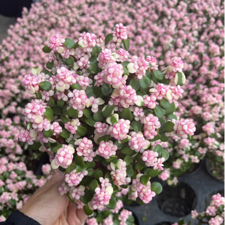 ต้นประการังสายรุ้ง, ประการังสีชมพู ทรงแบบโขด Pink Elephant Bush