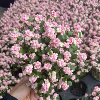 ต้นประการังสายรุ้ง, ประการังสีชมพู ทรงแบบโขด Pink Elephant B…