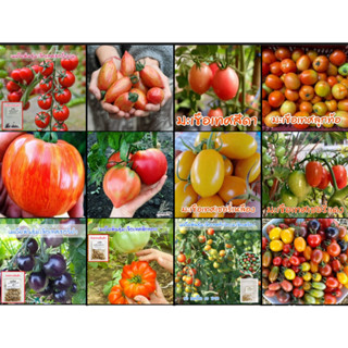 มะเขือเทศทุกสายพันธุ์ 8–50 เมล็ดรสชาติดี เชอรี่ ลายเสือ หัวใ…