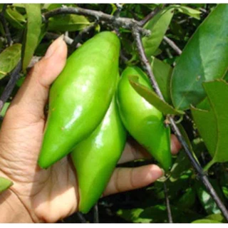 ต้นมะดันเกษตร พันธุ์เตี้ย ลูกดก รสเปรี้ยว ยอดอ่อนกินได้ (ทาบกิ่ง สูง 70-90cm)