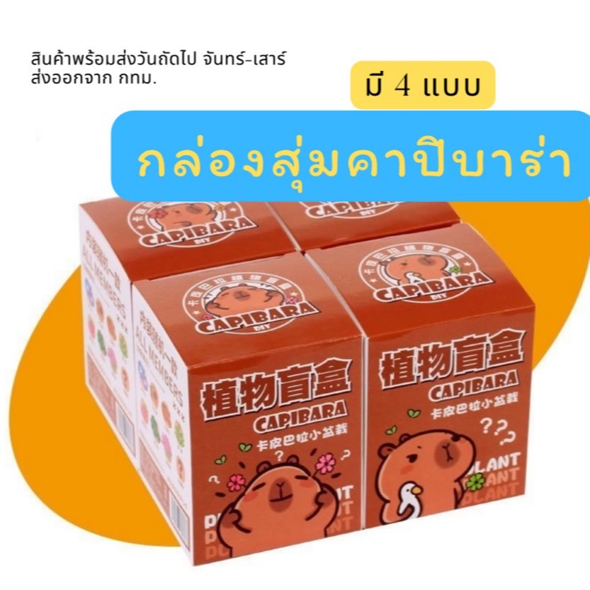 มาใหม่! กล่องคาปิบาร่า DIY ชุดปลูกต้นไม้ดอกไม้ ฝึกให้มีความพยายาม ความอดทน การรอคอย เด็กชอบมาก
