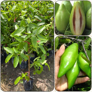 ต้นมะดันเกษตร พันธุ์เตี้ย ลูกดก รสเปรี้ยว ยอดอ่อนกินได้ (ทาบกิ่ง สูง 70-90cm)